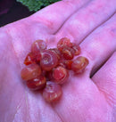 Red Ramshorn Snail - [AquaticMotiv]