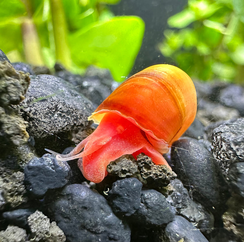 Red Ramshorn Snail - [AquaticMotiv]