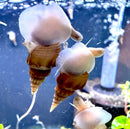 Two translucent pale pinkish jellyfish floating above brown spiked tower snails thiara winteri in aquarium