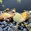A greenish-yellow 3 spiked tower snail with ridged brown-speckled shell resting on dark gravel in an aquarium