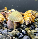 A pale green ridged conch shell with a textured spiral surface from 3 spiked tower snails thiara winteri