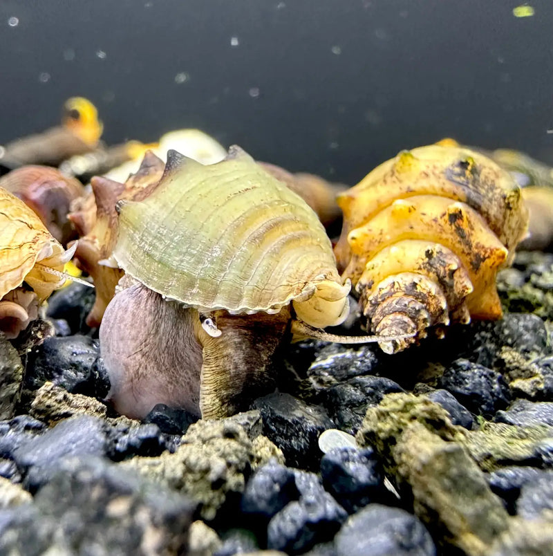 Snail Ridged Shell Spiked Tower Snails Burrowing Cleaners for Healthy Soil | Aquatic Motiv