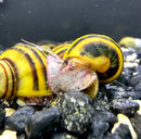 Vibrant yellow and black striped spixi snail with translucent shell resting on dark gravel for aquariums