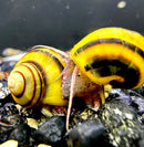 Two vibrant yellow spixi snails with black and reddish-brown striped shells resting on dark aquarium gravel