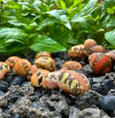 3 Striped Red Pumpkin Nerite Snails with vibrant orange-yellow shells