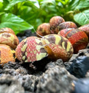 Red and yellow butterfly on soil with snail shells and 3 striped red pumpkin nerite snails