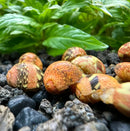 3 striped red pumpkin nerite snails in orange yellow shell aquarium with green plants
