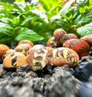 3 striped red pumpkin nerite snails with green brown shells black spots