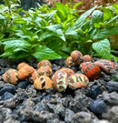 3 striped red pumpkin nerite snails with red-yellow stripes and black spots