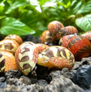 3 Striped Red Pumpkin Nerite Snails in ceramic shells on dark soil
