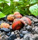 3 Striped Red Pumpkin Nerite Snails with spotted ceramic shells