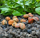 Ceramic speckled eggs in earthy glossy tones with 3 striped red pumpkin nerite snails