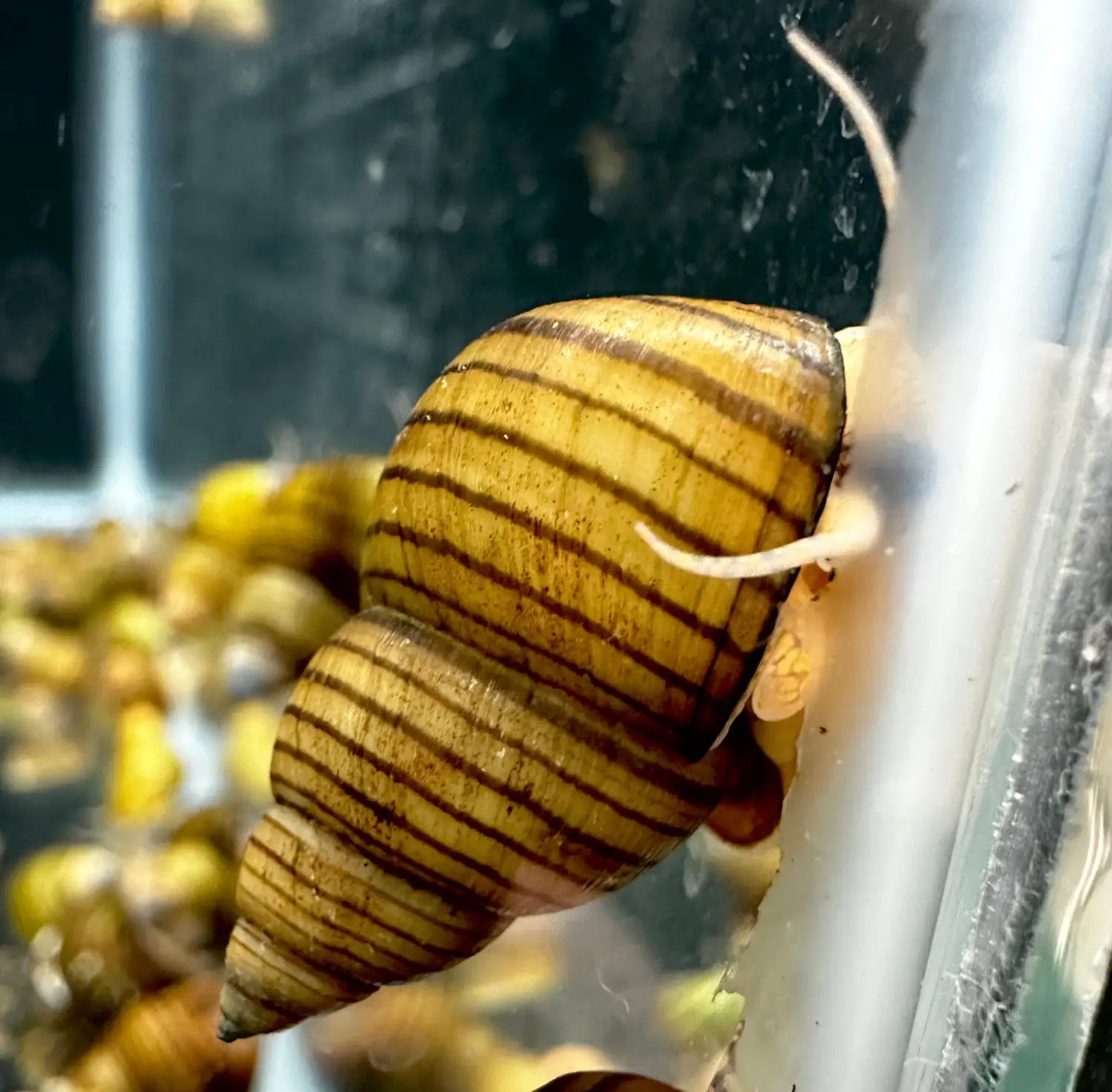 thumbnail image 2 of 90+ Japanese Trapdoor Snails – Live Arrival Guarantee – 2-Day FedEx/UPS Shipping 2 of 5