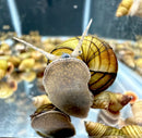 Golden striped wizard trapdoor snail with brownish-gray foot