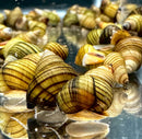 3 Stripped Wizard Trapdoor Snails (Filopaludina Sumatrensis Polygramma) *RARE* - AquaticMotiv