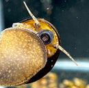 3 Stripped Wizard Trapdoor Snails (Filopaludina Sumatrensis Polygramma) *RARE* - AquaticMotiv