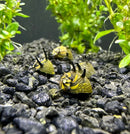 3 yellow and black spiked horned nerite snail shells (Clithon donovani)