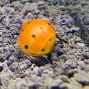 Orange ladybug toy with black spots and yellow legs for 3 Tiger Nerite Snails