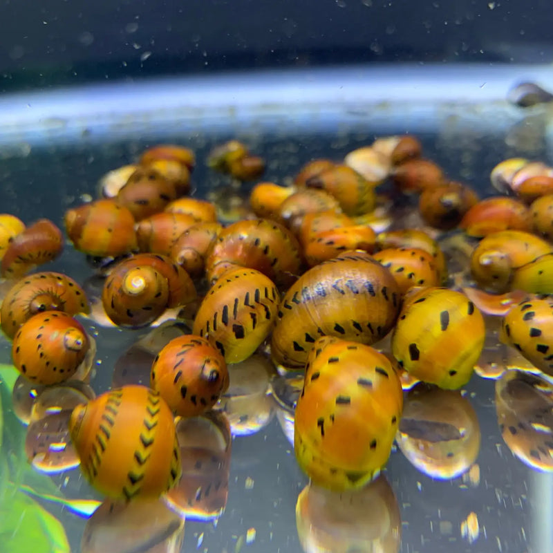 3 Tiger Nerite Snails with yellow-brown shells and black spots