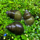 3 Trapdoor Snails - AquaticMotiv