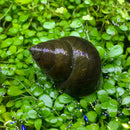 A dark glossy trapdoor snail shell with iridescent sheen resting among green aquatic plants in a set of 3