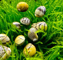 3 virgin nerite snails with yellow and white patterned shells and black markings resting on vibrant green moss