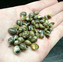 3 Virgin Nerite Snails (Vitta virginea) *RARE* - AquaticMotiv