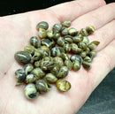 A collection of small glossy green and black patterned virgin nerite snail shells resting in an open palm