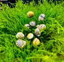 Small round virgin nerite snail shells with intricate black and white patterns on vibrant green aquatic plants