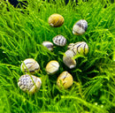 Small intricately patterned 3 virgin nerite snails with creamy yellow and white shells marked by black scale designs