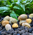 3 Yellow Pumpkin Nerite Snails with ceramic earthy shell textures