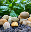 3 Yellow Pumpkin Nerite Snails in ceramic mushroom garden decor