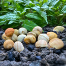 3 Yellow Pumpkin Nerite Snails ceramic figurines in earthy tones
