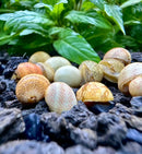 3 Yellow Pumpkin Nerite Snails in ceramic earthy shell textures