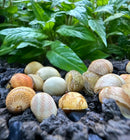 3 Yellow Pumpkin Nerite Snails on ceramic egg ornaments