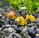 3 vibrant yellow thorn nerite snails (Clithon diadema) on dark gravel