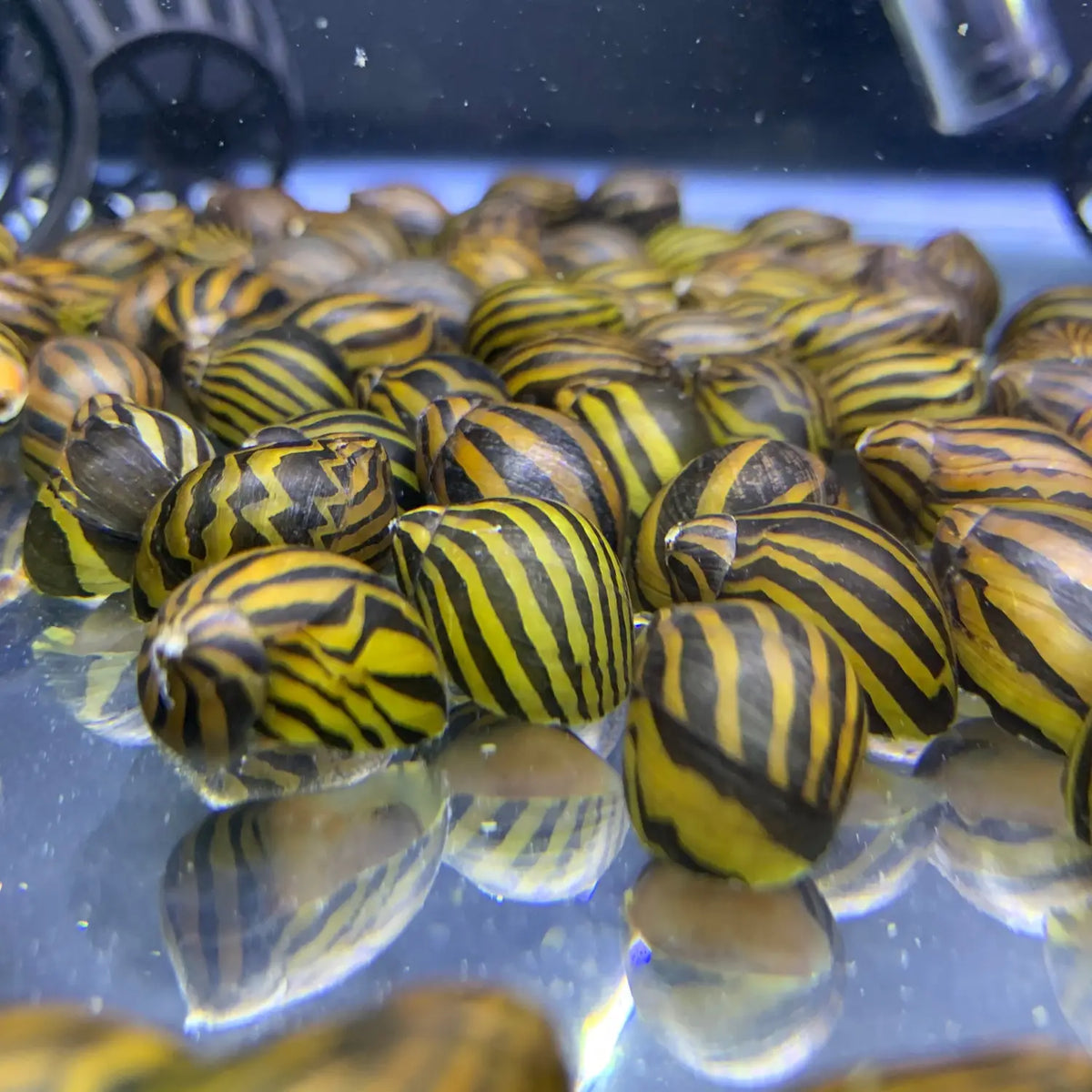 Zebra Nerite Snails Neritina natalensis Care Tips and Algae