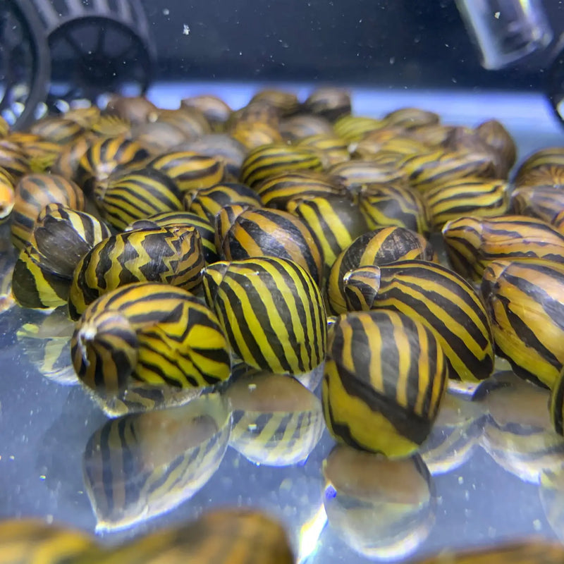 Three Zebra Nerite Snails with yellow black striped shells in clear water