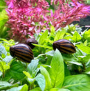 3 Zebra Nerite Snails with striped shell ornament