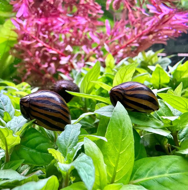 3 Zebra Nerite Snails with striped shell ornament