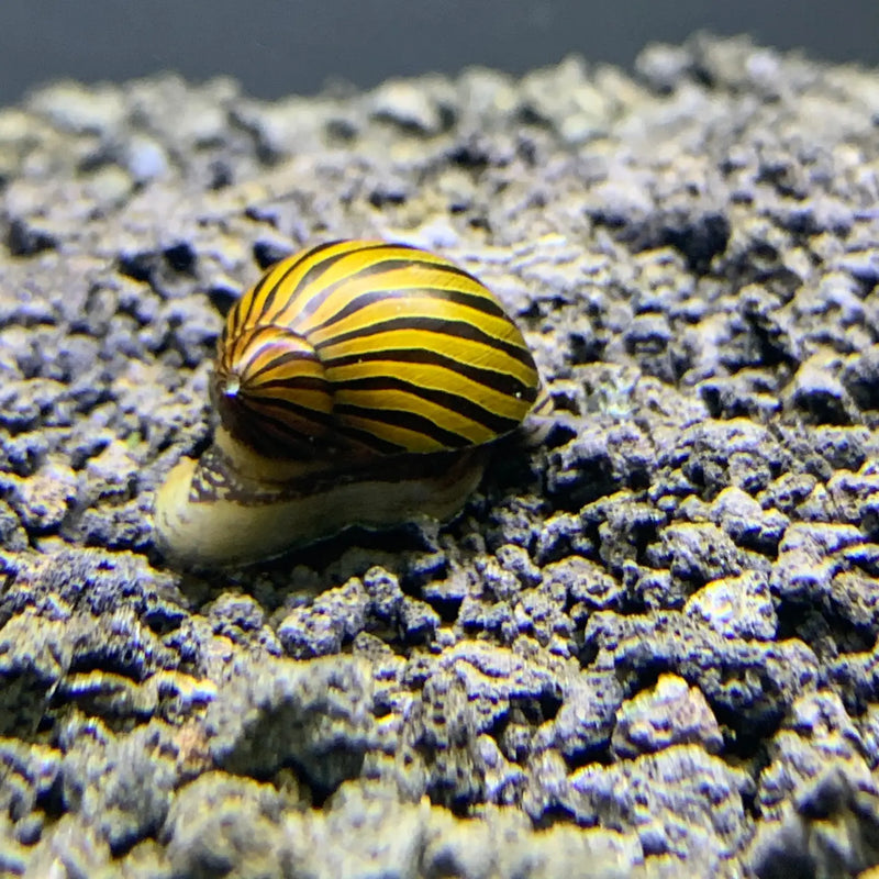 3 Zebra Nerite Snails with yellow-brown striped ceramic shell