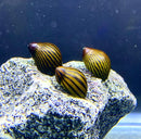 3 Zebra Nerite Snails with striped seashell on rock