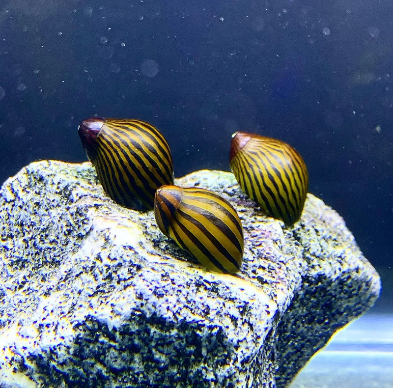 3 Zebra Nerite Snails with striped seashell on rock