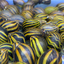 Three yellow and black striped zebra nerite snail shells in water