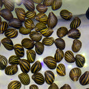 3 Zebra Nerite Snails with striped seed pod necklace chain