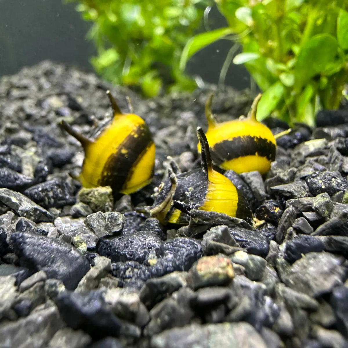 Zebra Thorn Nerite Snails Clithon diadema Patterns and Habitat