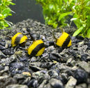 3 Zebra Thorn Nerite Snails with yellow black striped shells on aquarium gravel