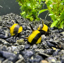 Glossy yellow and black 3 Zebra Thorn Nerite Snail figurines