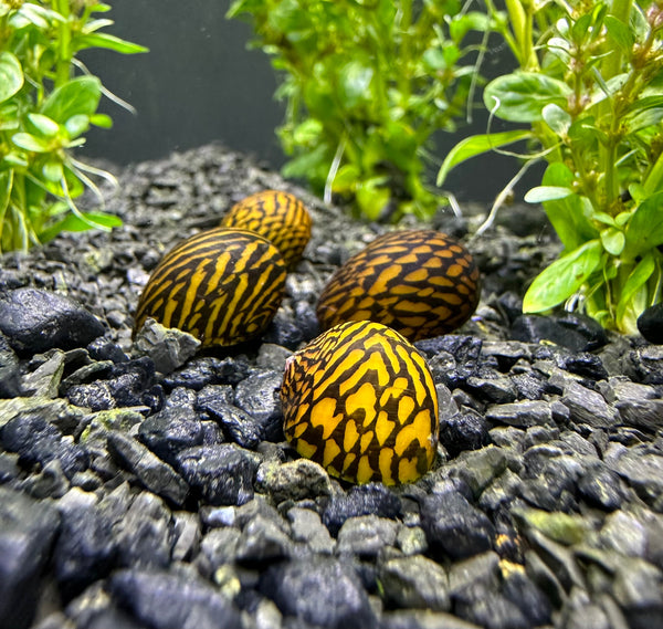 3 Zig Zag Nerite Snails - AquaticMotiv