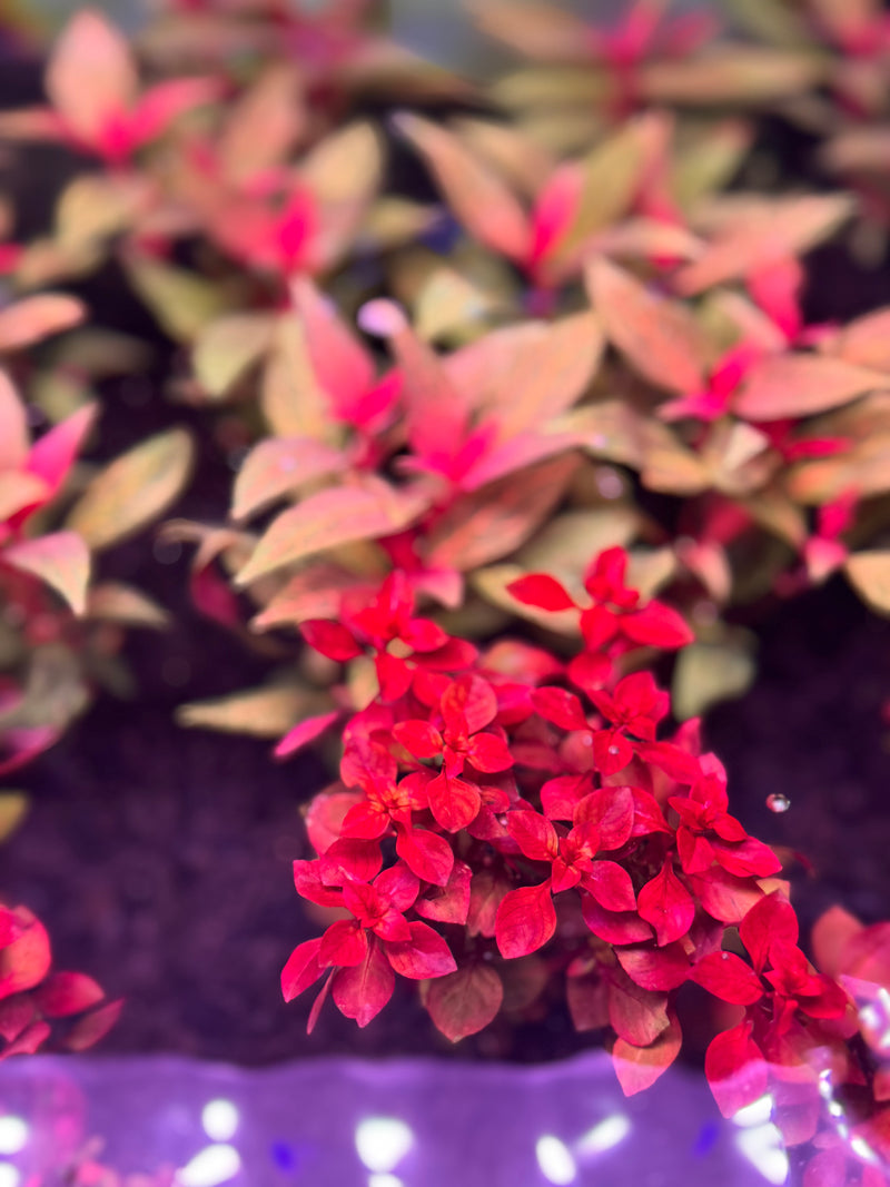 Ludwigia Sp. 'Super Red Mini'